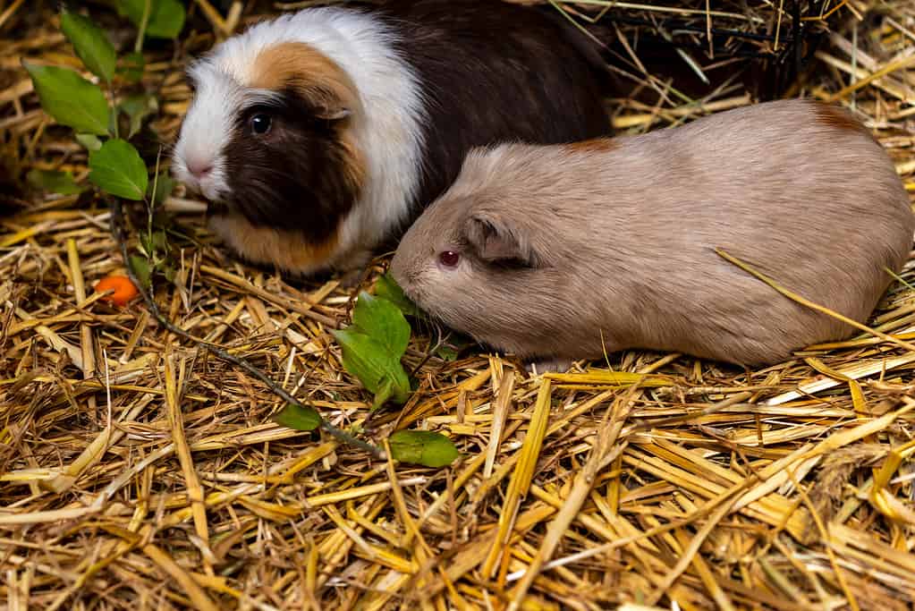 Primo piano di una coppia di cavie domestiche (cavia porcellus) sulla paglia