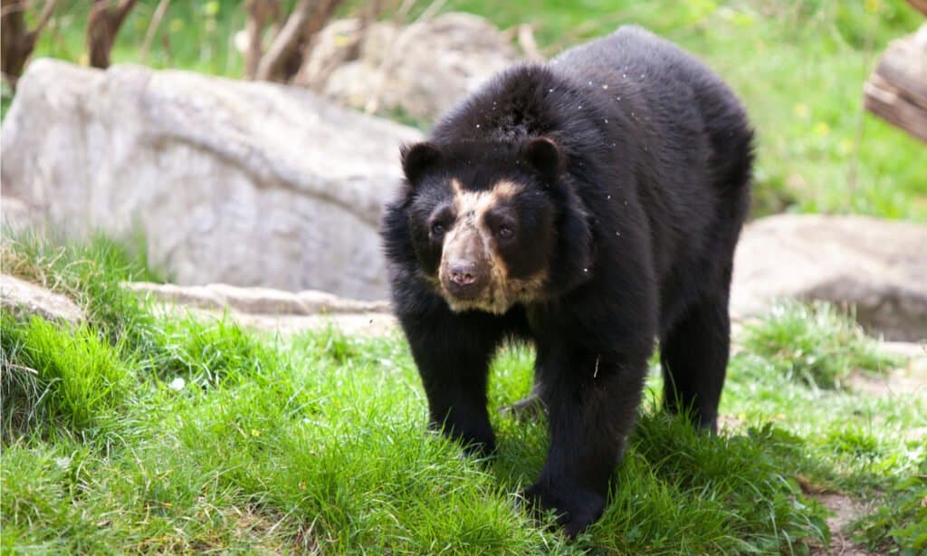 Orso dagli occhiali sull'erba