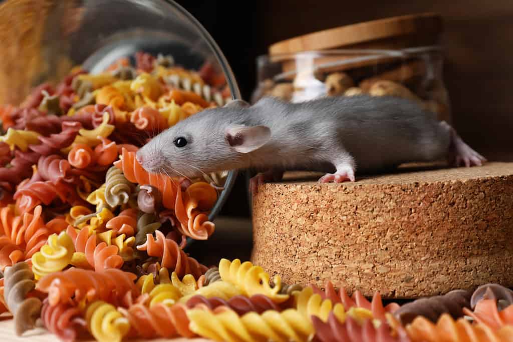 Piccolo ratto grigio in cerca di cibo vicino ai barattoli