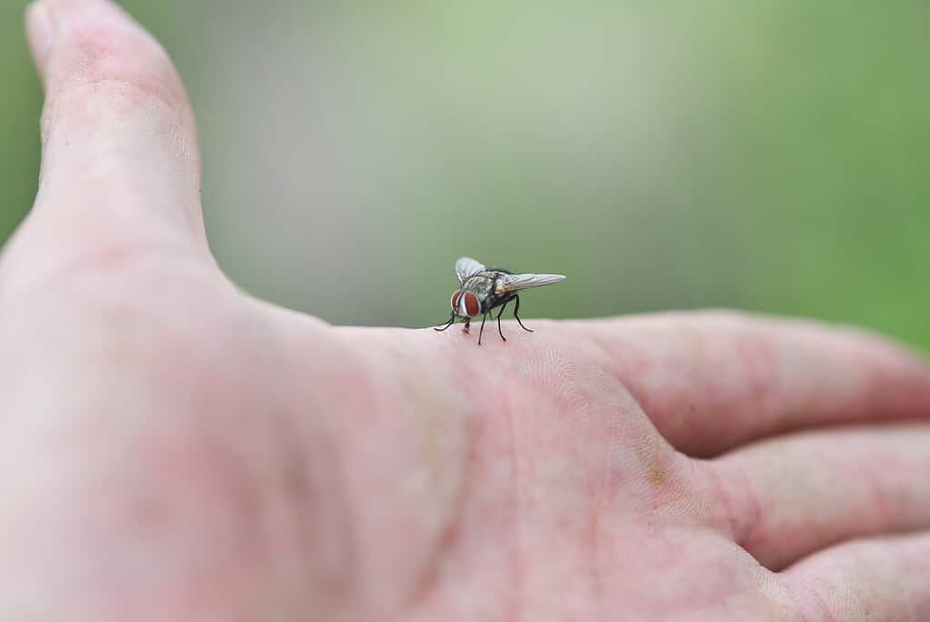 Mosca domestica a portata di mano