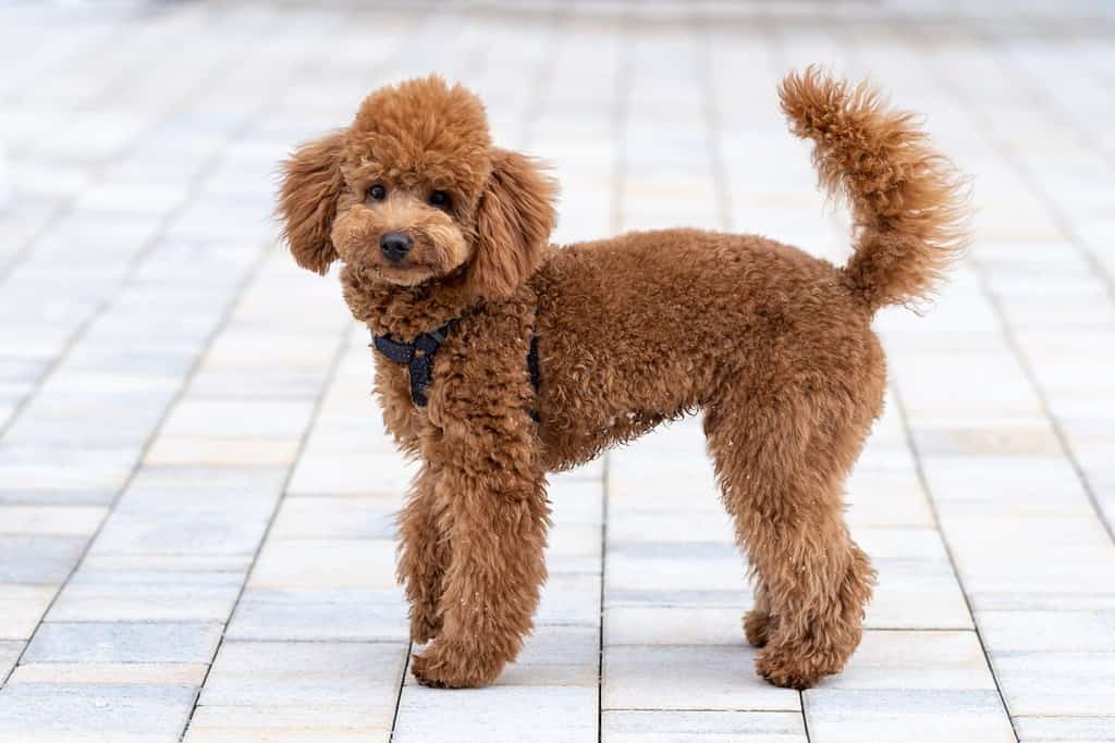 Bellissimo barboncino marrone con un'imbracatura. Cucciolo di barboncino in miniatura durante una passeggiata per strada.