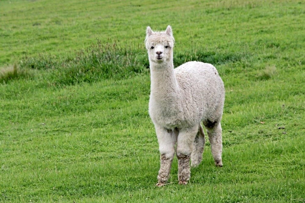 Graziosa alpaca bianca con molta lana su uno sfondo di erba verde lussureggiante