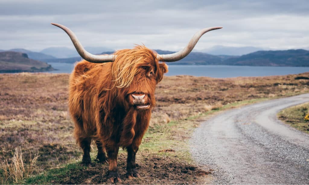 Mucca dell'altopiano - Yak scozzese nell'Isola di Skye