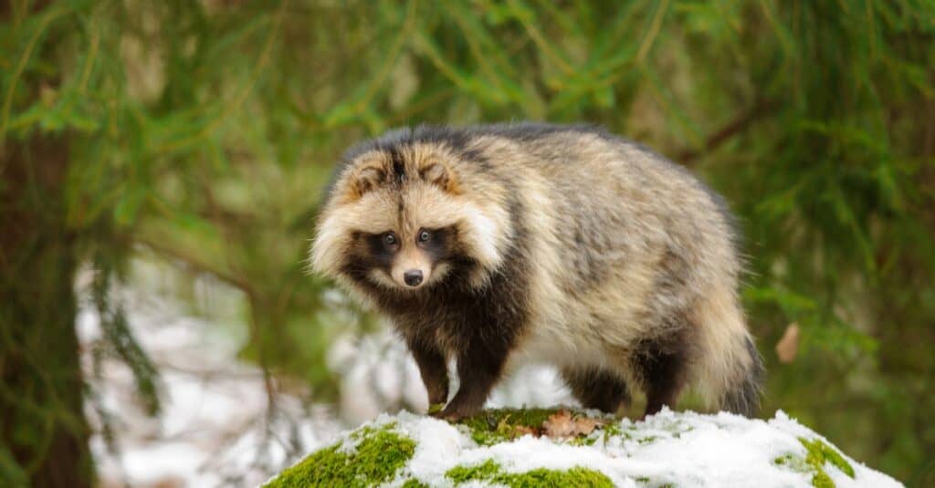 cane procione sulla collina innevata