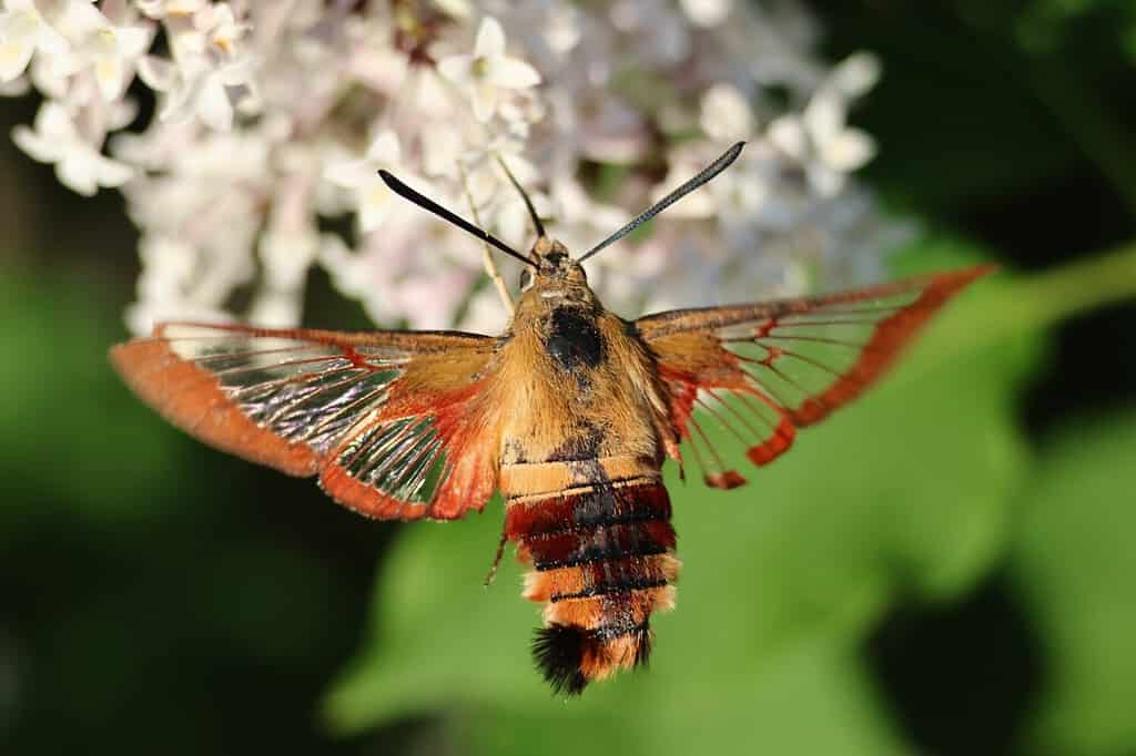 Un colibrì che raccoglie il nettare dai lillà.