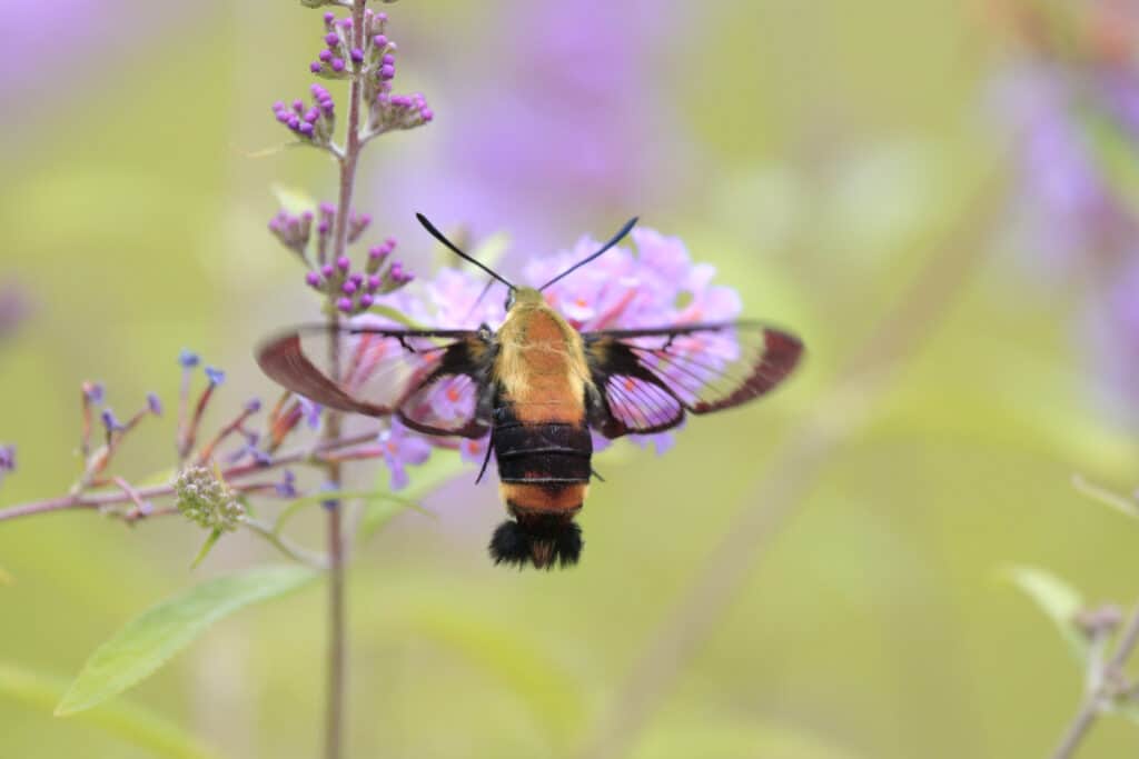 colibrì Snowberry Clearwing