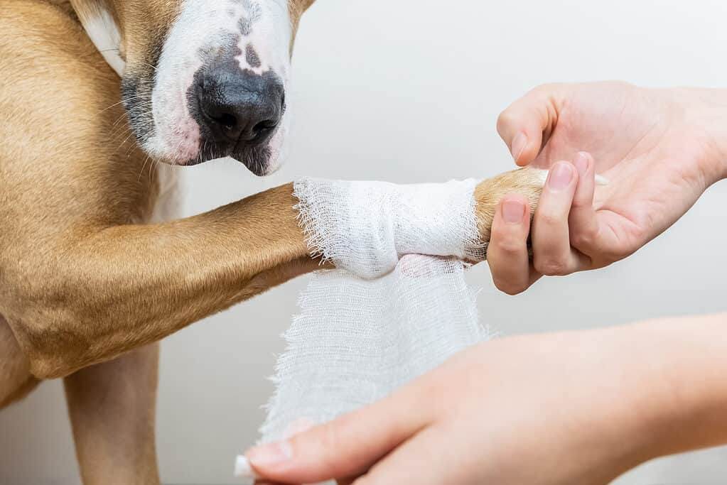 ferire la zampa del cane