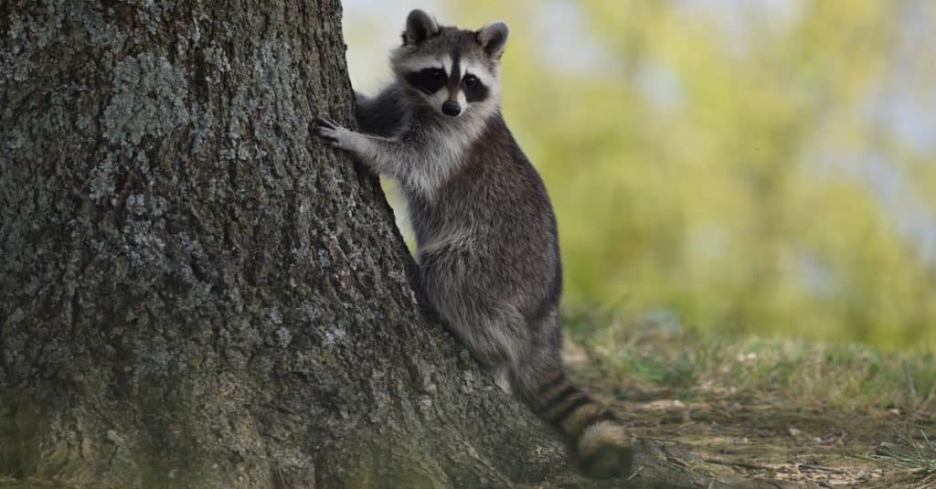 Procione di animali esotici