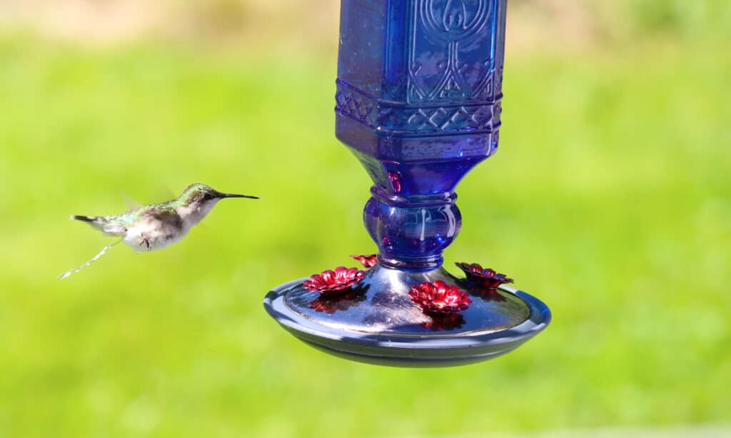 Cacca di colibrì Pipì