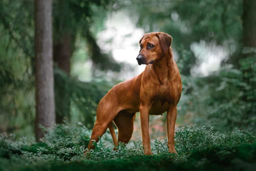 Ridgeback rhodesiano