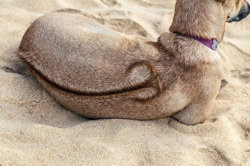 Cane Phu Quoc Ridgeback vietnamita sulla spiaggia dell'isola