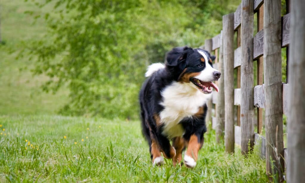 I migliori recinti a prova di cane