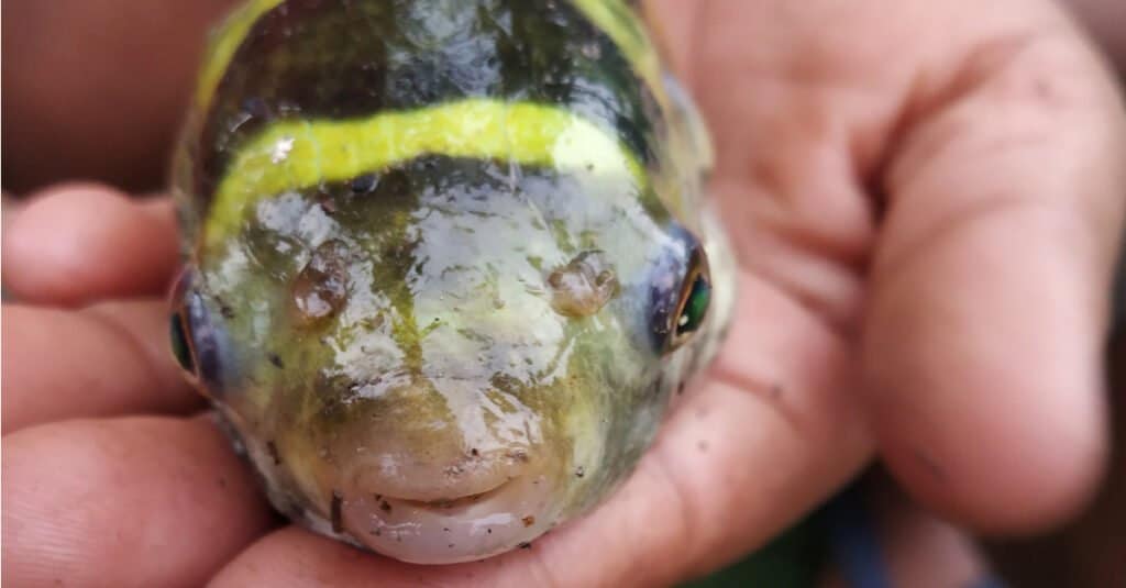 Pesce palla d'acqua dolce - Pesce palla dell'Amazzonia