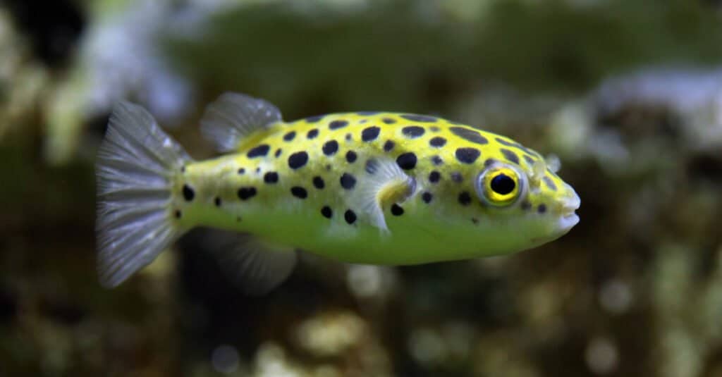 Pesce palla d'acqua dolce - Pesce palla verde