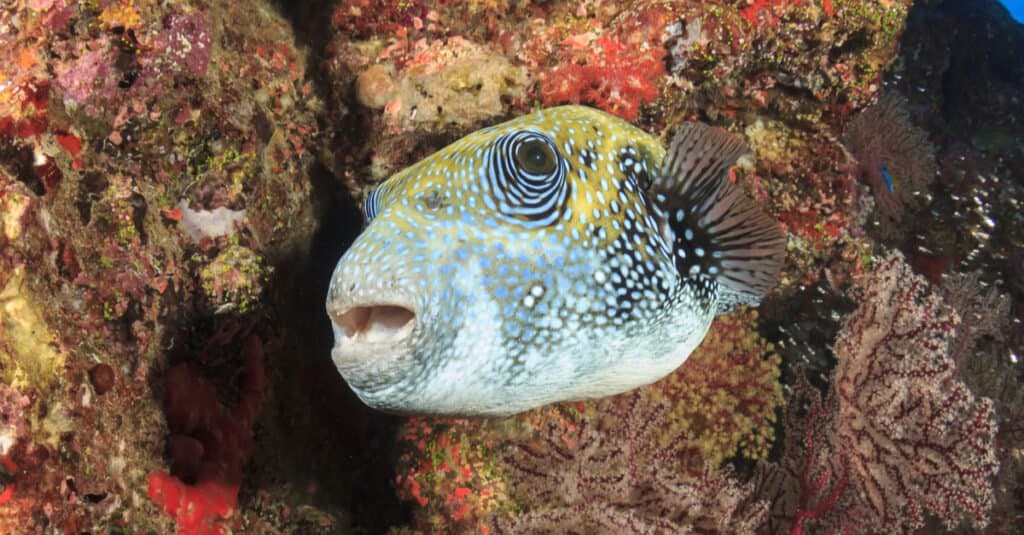 Pesce palla Bluespotted sulla barriera corallina