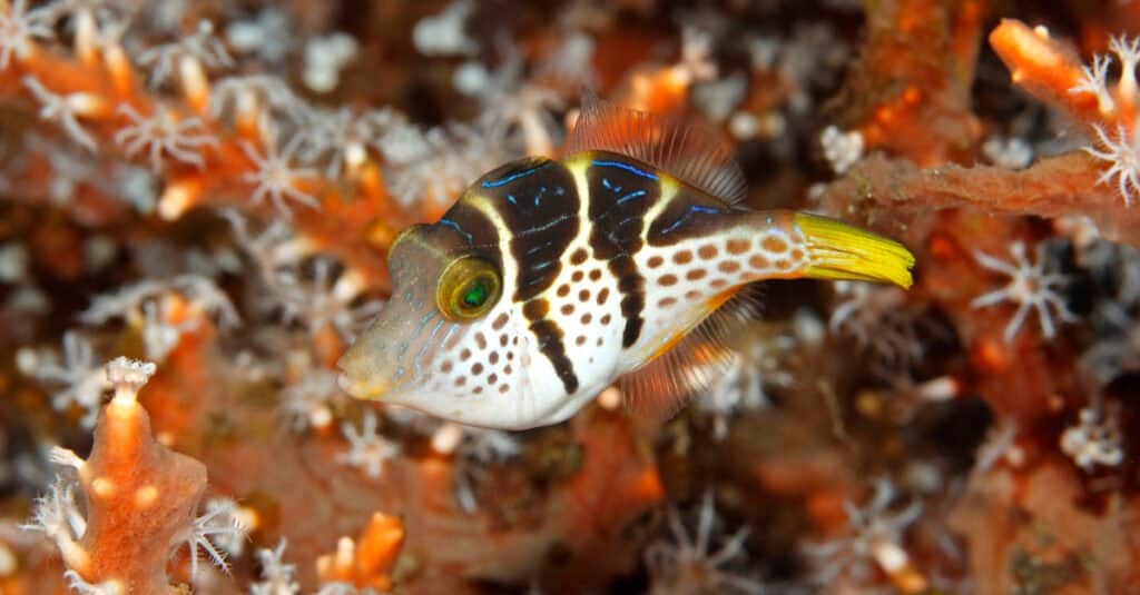 Il pesce palla dal naso affilato di San Valentino