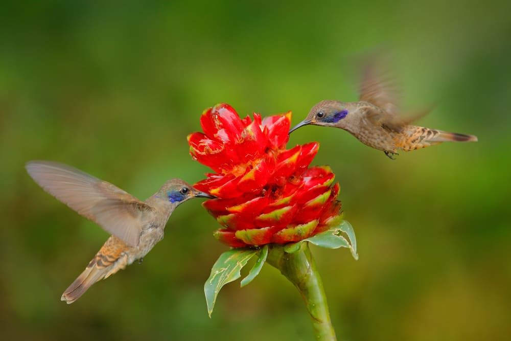 Due uccelli con fiore rosso sbocciano. Colibrì Marrone Viola-orecchio, Colibri delphinae, uccelli che volano accanto alla bellissima fioritura viola, bel sfondo verde fiorito.