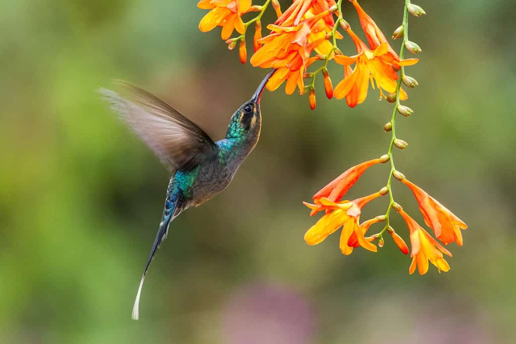 Colibrì eremita verde