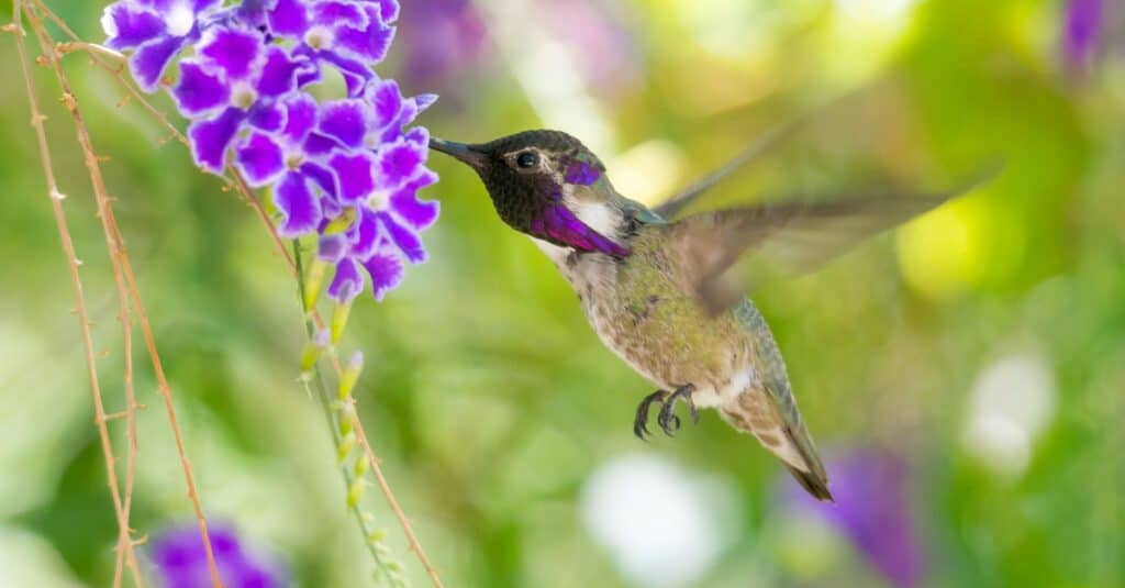 Colibrì Costas in volo, succhia il nettare dal fiore