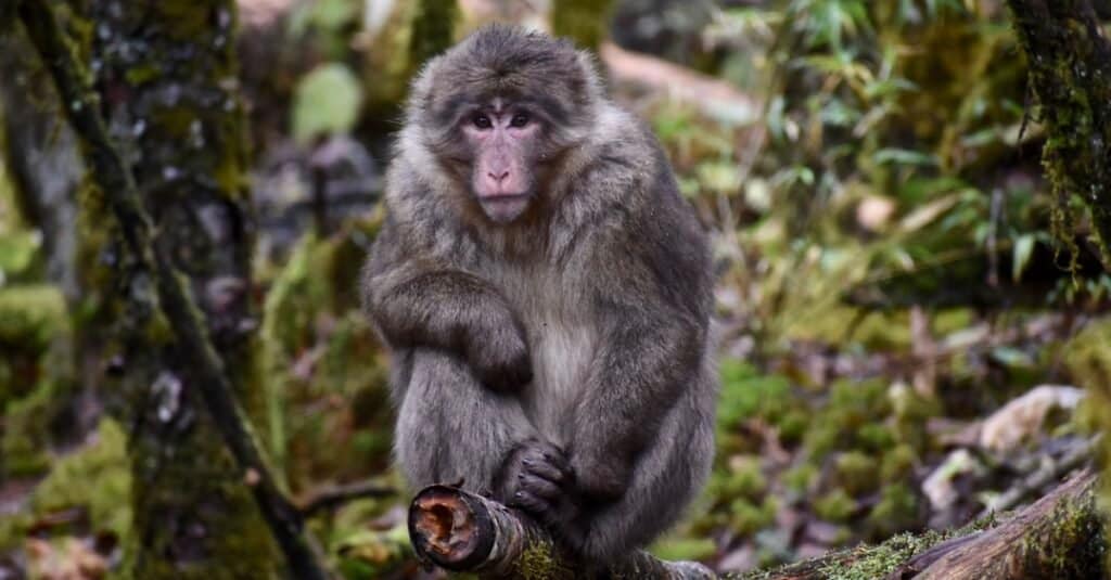 Le scimmie più grandi: il macaco tibetano