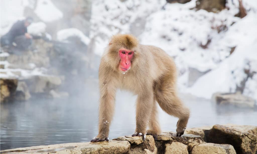 macaco presso una sorgente termale