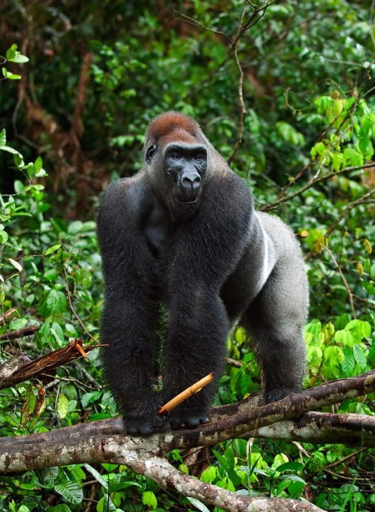 Gorilla di pianura occidentale su un albero