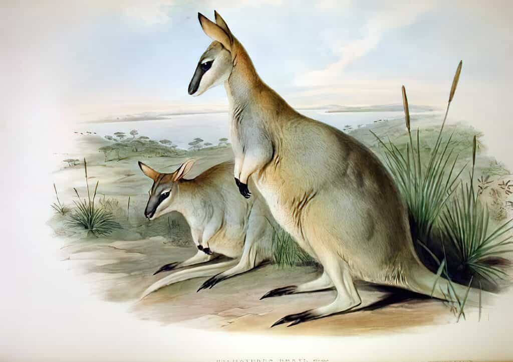 Wallaby mal di attrezzi