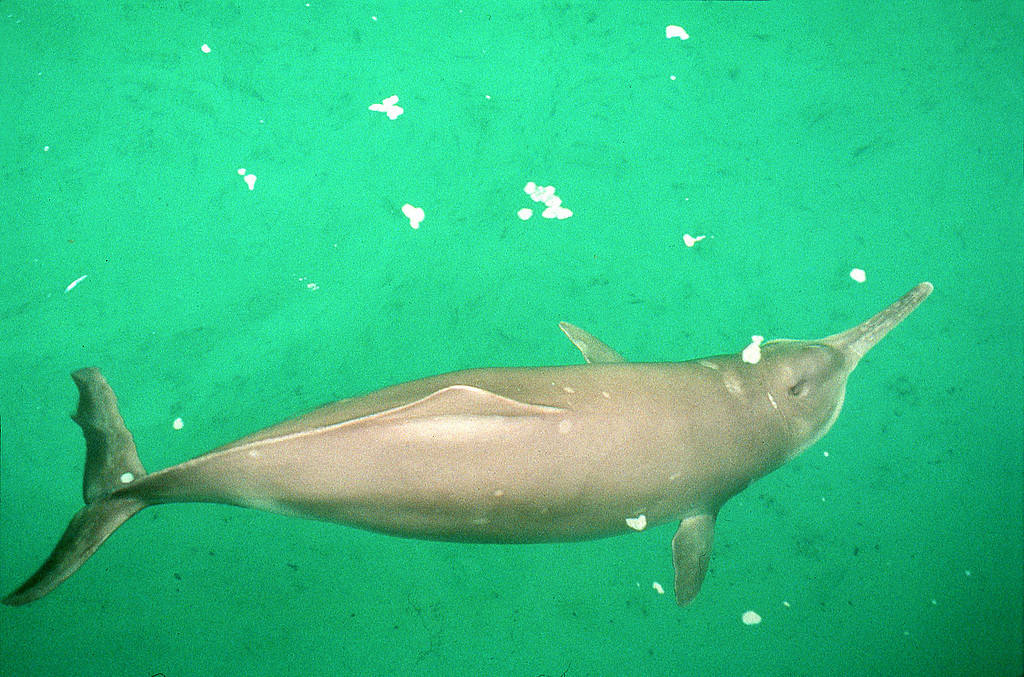 Animali estinti: delfino del fiume Yangtze