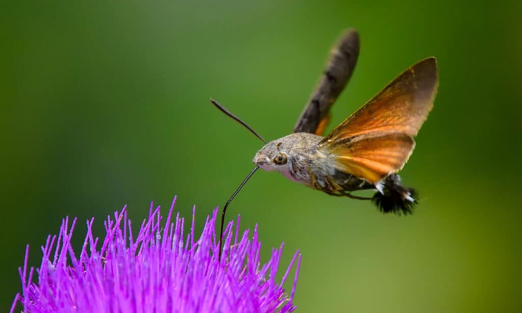 Falena falco colibrì