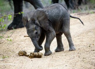 I cuccioli di elefante mangiano la cacca.