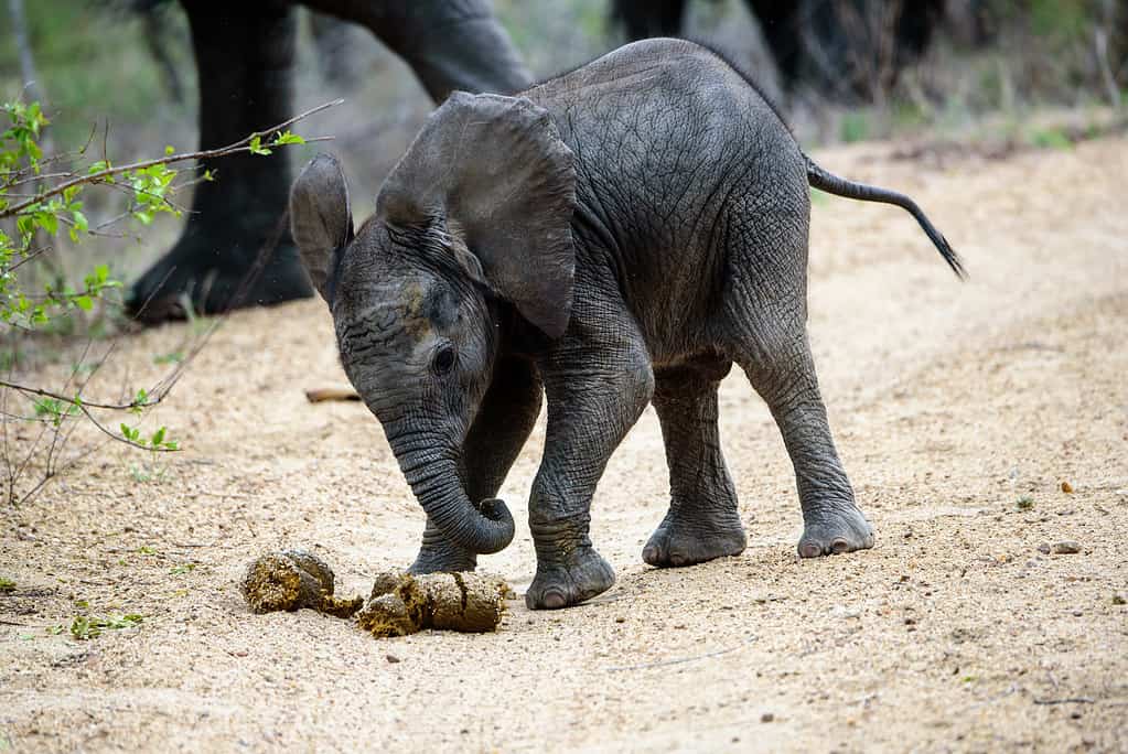 I cuccioli di elefante mangiano la cacca.