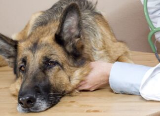 Cibo per cani per malattie del fegato