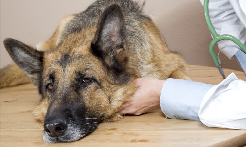 Cibo per cani per malattie del fegato