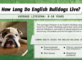 Quanto vivono i Bulldog inglesi? infografica