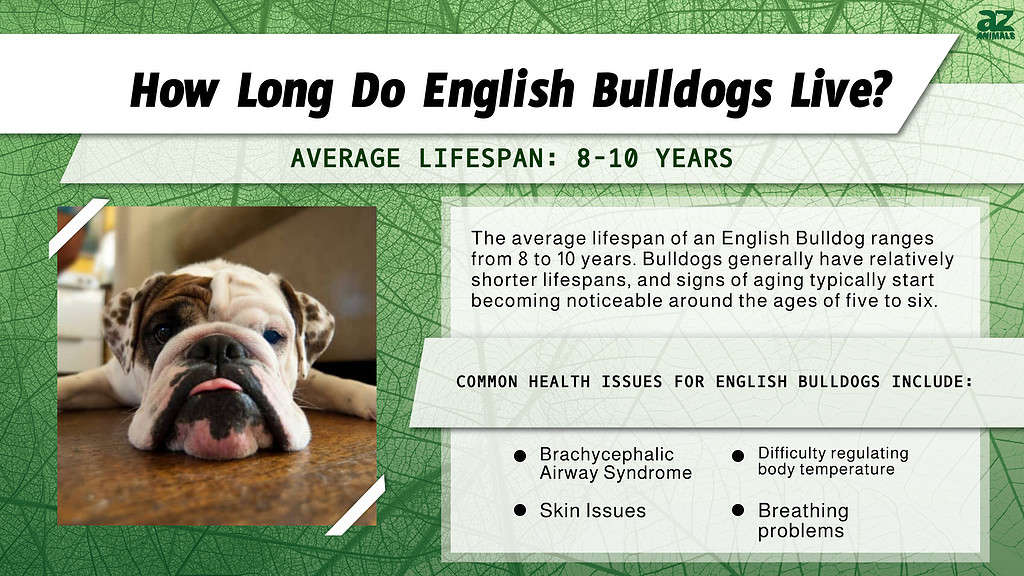 Quanto vivono i Bulldog inglesi? infografica