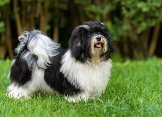 Felice cucciolo havanese bianco e nero nell'erba