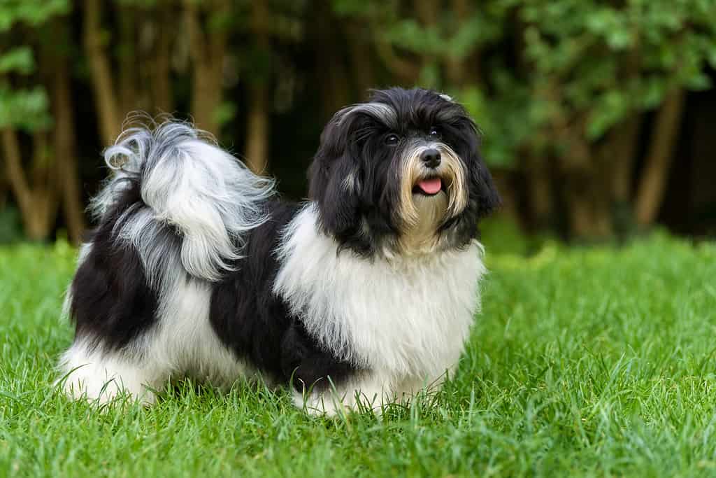 Felice cucciolo havanese bianco e nero nell'erba