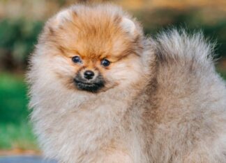 Cane Pomerania