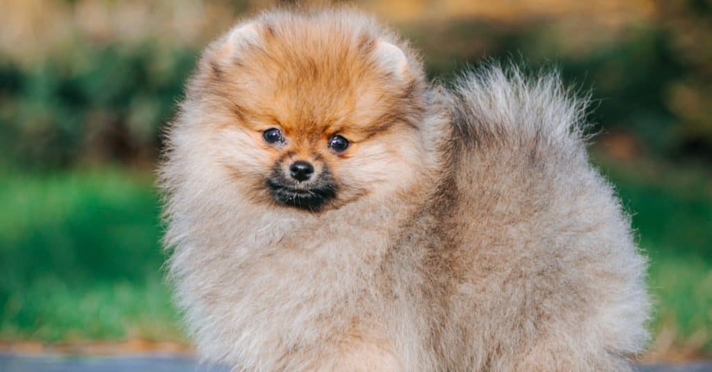 Cane Pomerania