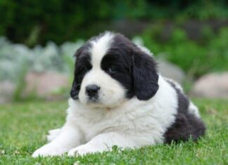 Cucciolo di Terranova (Landseer) in bianco e nero