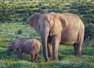 Scopri 15 animali frugivori che mangiano principalmente frutta
