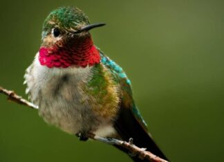 Colibrì Ruby-Throated delle montagne rocciose che si siede su un ramo.