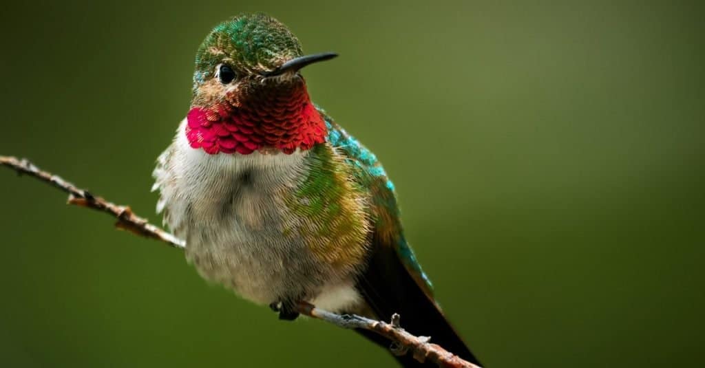 Colibrì Ruby-Throated delle montagne rocciose che si siede su un ramo.