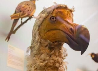 Esposizione del modello di uccello Dodo al Museo di storia naturale il 16 luglio 2011 a Londra