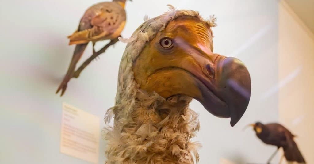 Esposizione del modello di uccello Dodo al Museo di storia naturale il 16 luglio 2011 a Londra