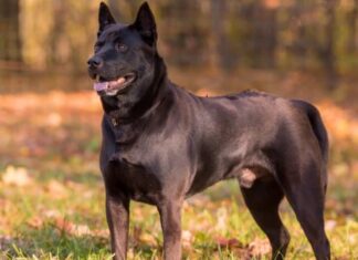 Cane Thai Ridgeback in piedi sull'erba nel bosco.