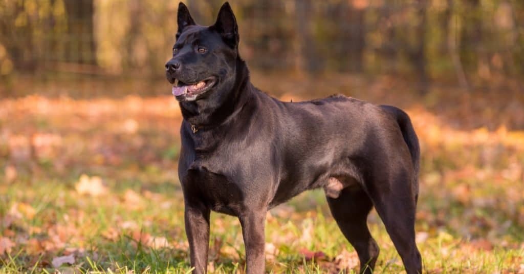 Cane Thai Ridgeback in piedi sull'erba nel bosco.