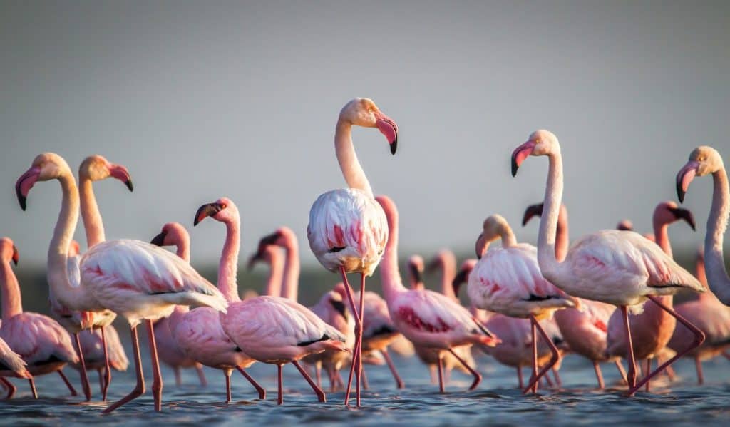 Uno sfarzo di fenicotteri maggiori che guadano nell'acqua alla luce dorata al tramonto, saline, Capo Orientale Sud Africa