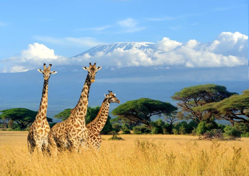 Tre giraffe sullo sfondo del monte Kilimanjaro nel Parco nazionale del Kenya, Africa