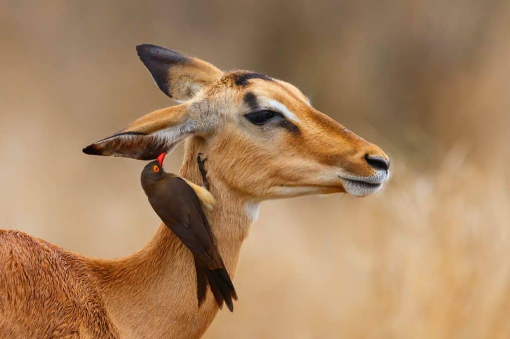 Impala femmina in piedi sulla savana con bufaga dal becco rosso sulla testa nel Parco Nazionale Kruger in Sud Africa